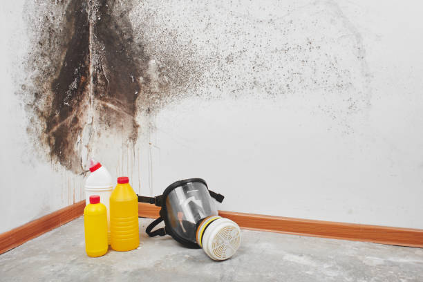 Home Mold Removal in Fontana, CA
