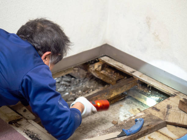Best Mold Removal Near Me  in Fontana, CA