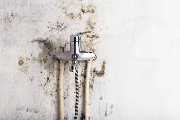 Best Home Mold Removal  in Fontana, CA