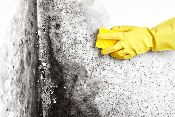 Best Affordable Mold Removal  in Fontana, CA