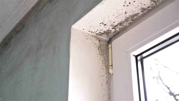 Best Commercial Mold Removal  in Fontana, CA