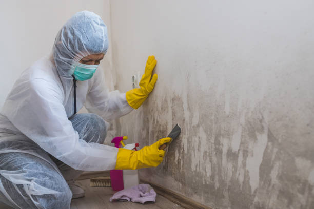 Best Office Mold Removal Services  in Fontana, CA