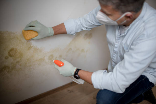 Best Commercial Mold Removal  in Fontana, CA