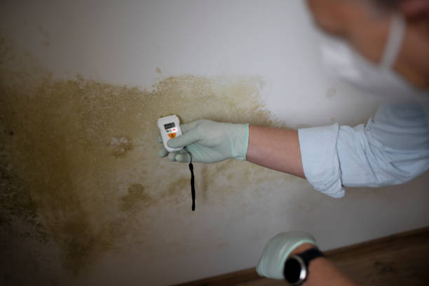 Best Mold Removal Specialists  in Fontana, CA