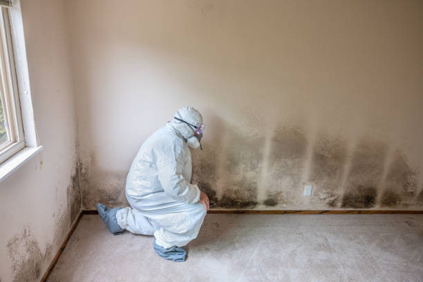 Best Professional Mold Removal  in Fontana, CA