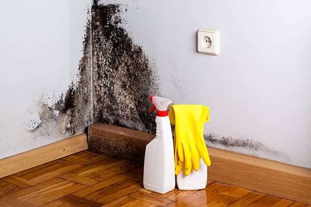 Best Mold Cleaning Services  in Fontana, CA