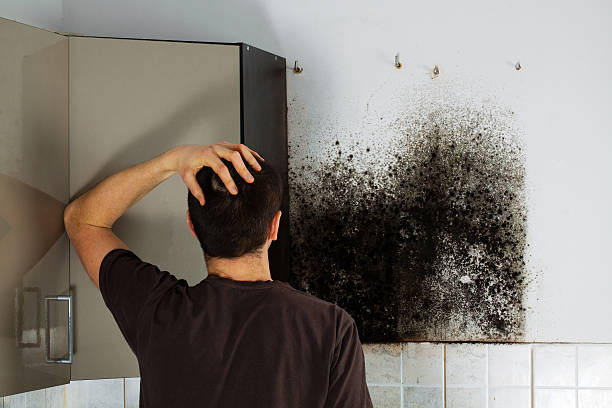 Best Emergency Mold Removal  in Fontana, CA