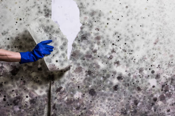 Best Mold Removal Company Near Me  in Fontana, CA