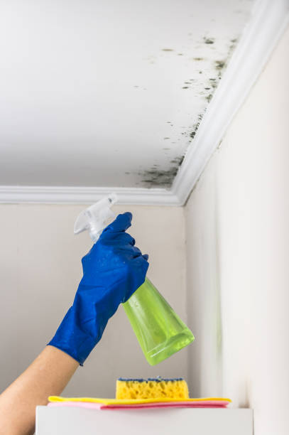 Best Mold Damage Repair  in Fontana, CA