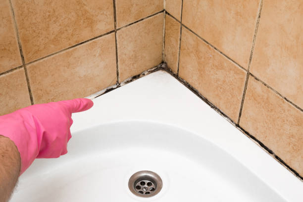 Reliable Fontana, CA Mold Removal Solutions