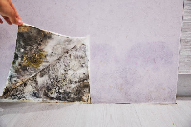 Best Office Mold Removal Services  in Fontana, CA